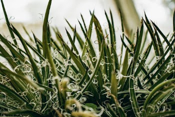 Green Leaf Plant