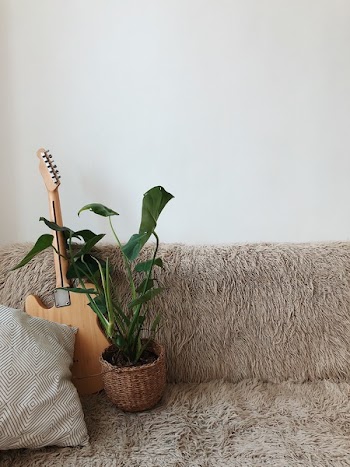Green Leaf Plant Beside Brown Electric Guitar on Sofa