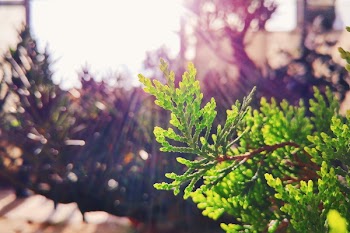Green Leaf Plant Close Up Photo