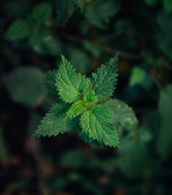 Green Leaf Plant Close Up Photography