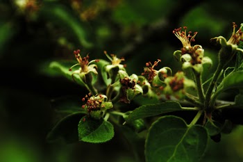 Green Leaf Plant Close-up Photography