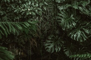 green leaf plant close-up photography