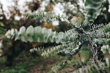Green Leaf Plant Closeup Photography