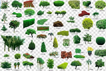 Green leaf plant collection, Tree Garden Landscape Plant Shrub, Plant trees and flower beds transparent background PNG clipart