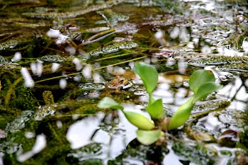 Green Leaf Plant during Daytime