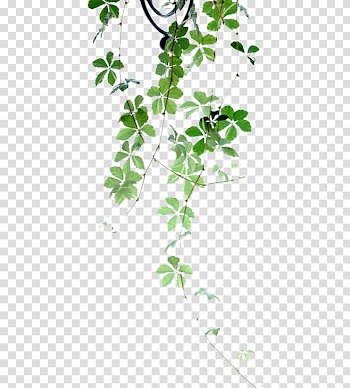 Green leaf, Plant Flower Poetry, Green leaves transparent background PNG clipart