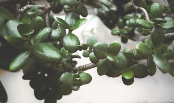 Green Leaf Plant Focus Photo