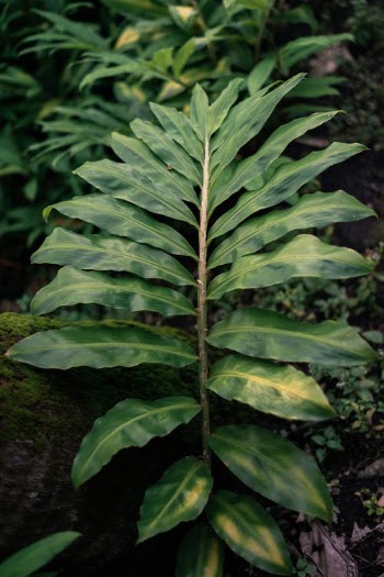 Green Leaf Plant · Free Stock Photo