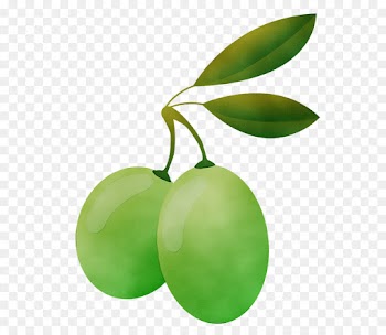 green leaf plant fruit tree