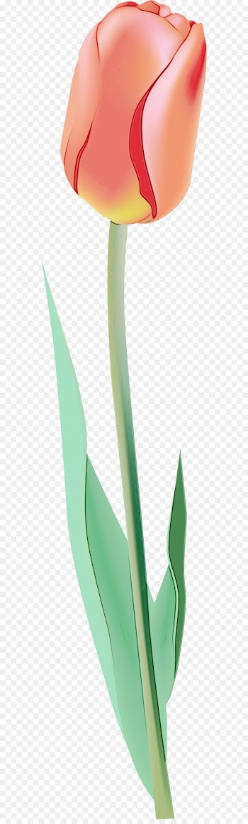 green leaf plant grass plant stem