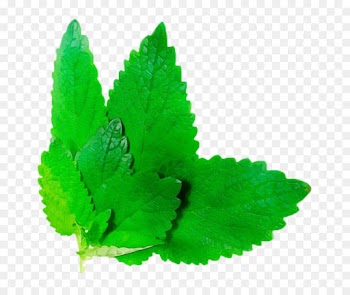 green leaf plant herb peppermint