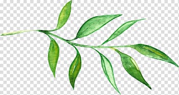 Green leaf plant illustration, Watercolor: Flowers Watercolor painting Drawing, Hand-painted flowers transparent background PNG clipart