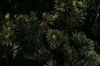 green leaf plant in a dark area