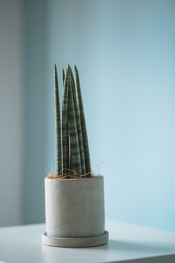 Green Leaf Plant in Pot