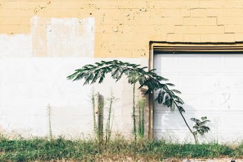 green leaf plant near brown and white painted wall during daytime