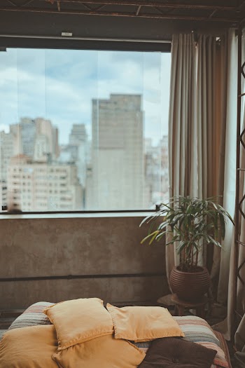 Green Leaf Plant Near the Window Glass