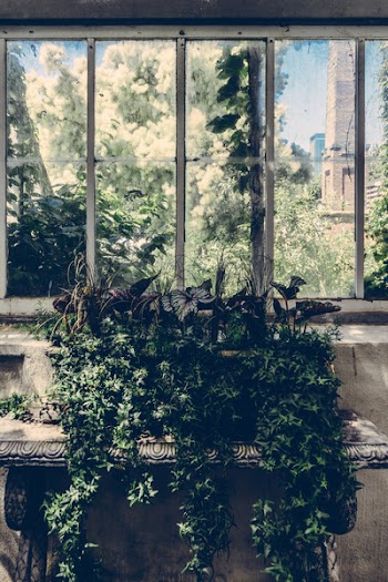 Green Leaf Plant Near Window Pane