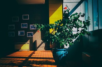 green leaf plant on blue planter in the room