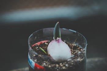 Green Leaf Plant on Clear Pot