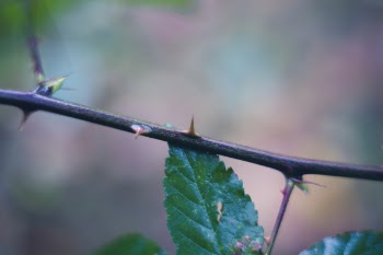 Green Leaf Plant on Focus Photo