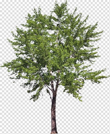 Green leaf plant, Plane trees Two-dimensional space, watercolor tree transparent background PNG clipart