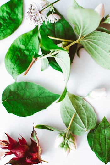 Green Leaf Plant Top-view Photography