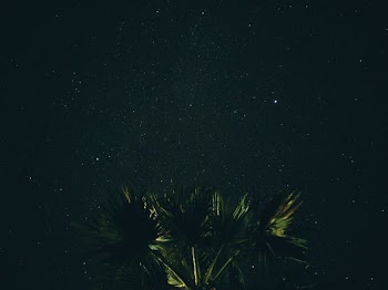 green leaf plant under clear sky at night