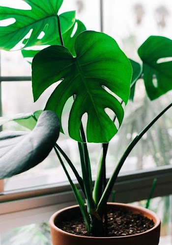 green leaf plant with brown pot