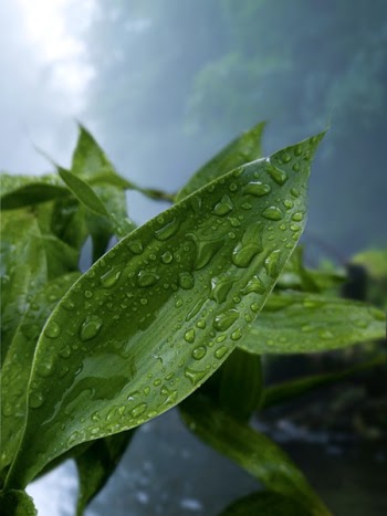 Green Leaf Plant With Droplets