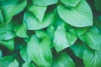 green leaf plants
