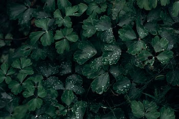Green Leaf Plants