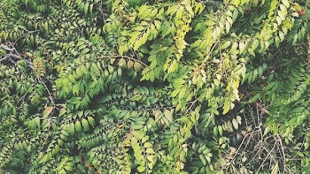 Green Leaf Plants