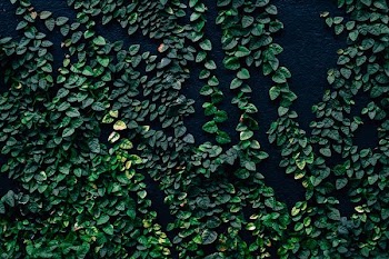 green leaf plants