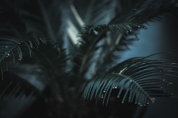 green leaf plants