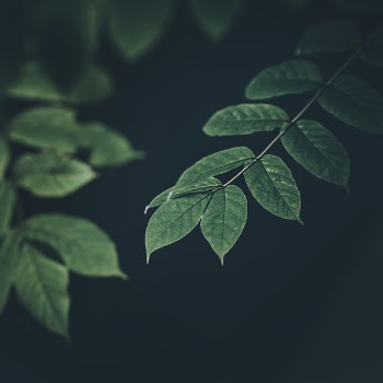 Green Leaf Plants