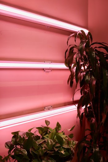 Green Leaf Plants