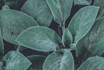 Green Leaf Plants Close-up Photography