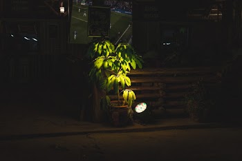 Green Leaf Plants in Pot