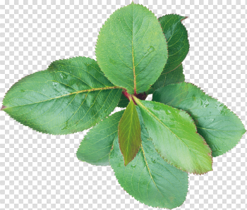 Green Leaf Png