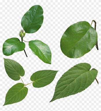 Green Leaf Png - Листья