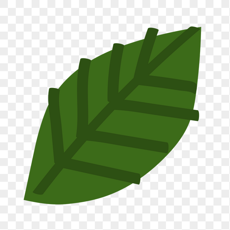 Green leaf png doodle botanical | Free PNG - rawpixel