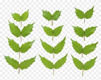 Green Leaf Png - Green