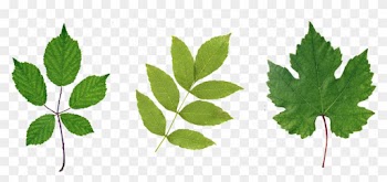 Green Leaf Png Hd - Leaf