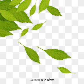 Green Leaf PNG Images | Vectors and PSD Files | Free Download on ...
