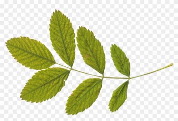 Green Leaf Png - Leaf Png Transparent