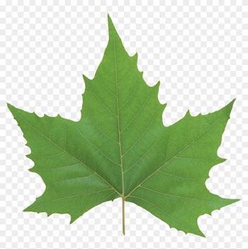 Green Leaf Png - Maple Leaf