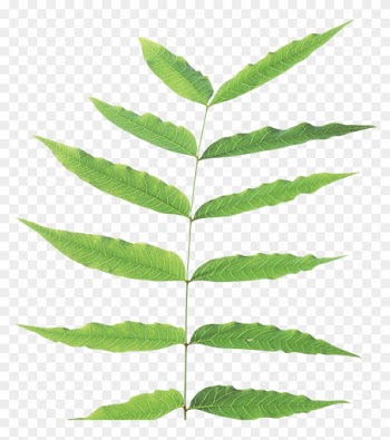 Green Leaf Png - Plant Stem Png