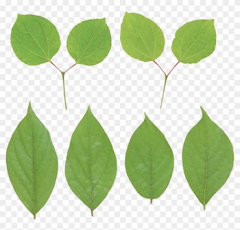Green Leaf Png - Portable Network Graphics