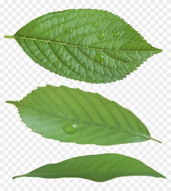 Green Leaf Png - Rose Leaves Transparent Background