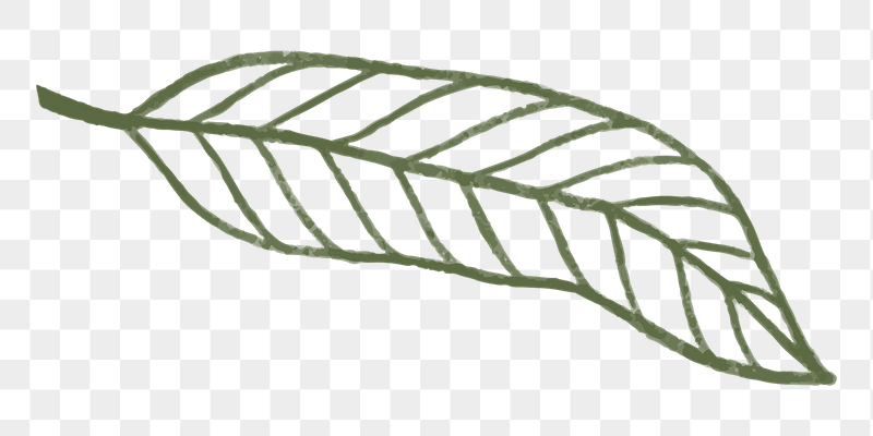Green leaf png sticker, botanical | Free PNG - rawpixel